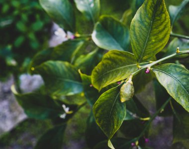 Ağaçta büyüyen yeni minik limonlar. Seçici odak, kapat