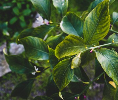 Ağaçta büyüyen yeni minik limonlar. Seçici odak, kapat