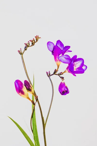 Freesia flowers on the white background. Congratulations on March 8, Birthday, Mother's Day, Valentines day