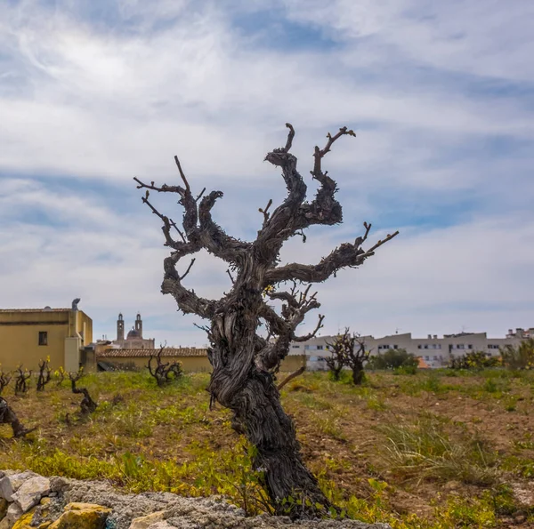 Old vine tree stem in a vineyard. Sant Pere de Ribes, Catalonia