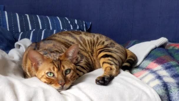 家猫晚上在家里的扶手椅上休息 — 图库视频影像