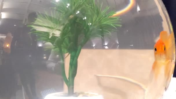 一条漂亮的金鱼在水族馆里游泳 — 图库视频影像