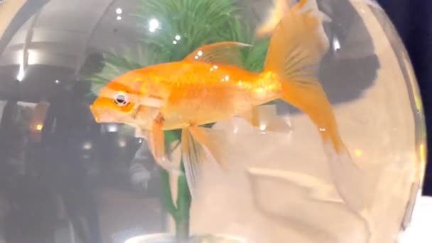 Güzel Bir Japon Balığı Akvaryumda Yüzer — Stok video