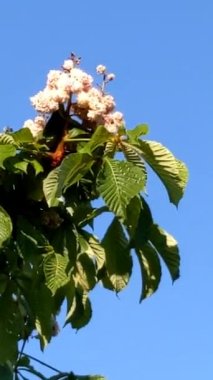  Baharda kırmızı at kestane çiçekleri. Yakın plan. Carnea Aesculus, Aesculus hipocastanum melezi, Aesculus pavia. Barselona şehri, İspanya