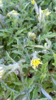 Yeşil yapraklı domates. Genç domates tohumu 