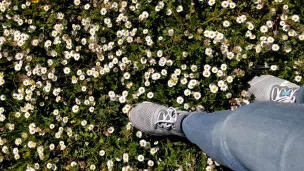 Zblízka Nohy Kráčející Zelené Trávě Divokými Sedmikráskami Krásné Bílé Sedmikrásky — Stock video
