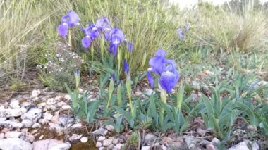 Güzel, vahşi bahar çiçekleri. Mor Cüce Gözü ya da Cüce Gözü - Çimlere karşı arkadan ışıklandırılmış İris Pompası. Baharda açan çiçekler, Katalonya, İspanya.