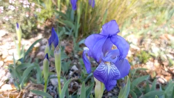 Mooie Wilde Lentebloemen Irissen Paarse Pygmee Iris Dwerg Iris Iris — Stockvideo