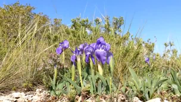 Iris Pigmeo Púrpura Iris Enano Iris Pumila Aire Libre — Vídeo de stock