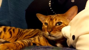 Evcil Bengal kedisi akşamları evdeki koltukta dinlenir.