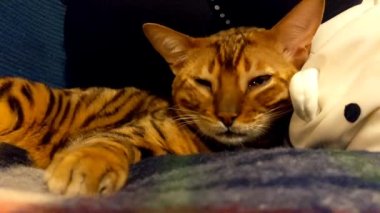 Evcil Bengal kedisi akşamları evdeki koltukta dinlenir.