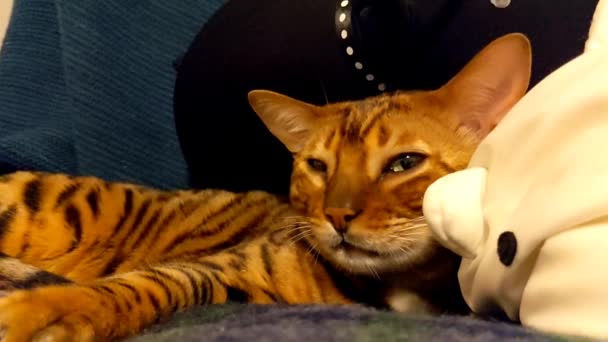 国内のベンガル猫は自宅のアームチェアで夜に休んでいます — ストック動画