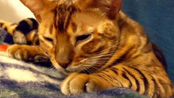 Domestic Bengal Cat Rests Evening Armchair Home — Stock Video