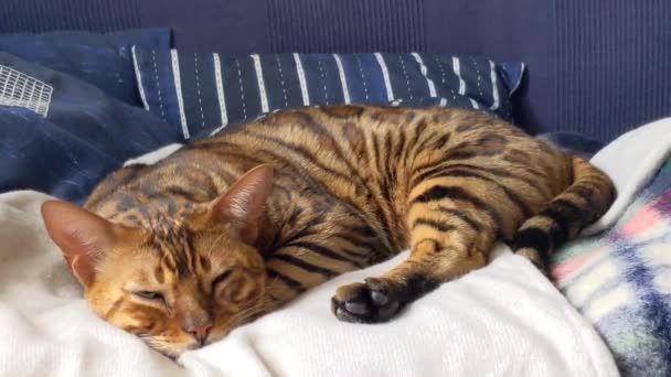 Chat Domestique Bengale Repose Soir Sur Fauteuil Maison — Video