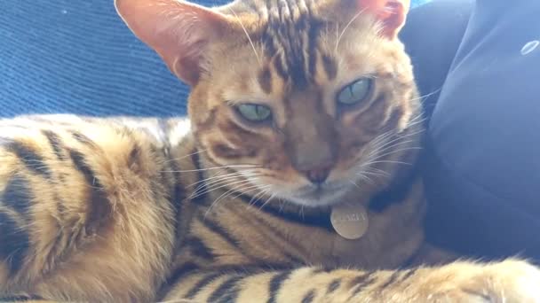 ベンガル猫を自宅 — ストック動画