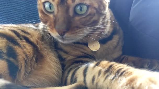 Bengalski Kot Domu — Wideo stockowe