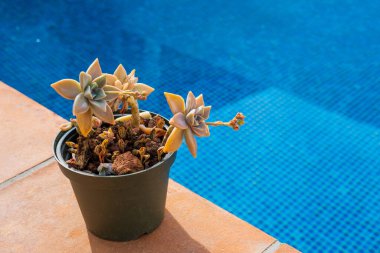 Close-up of Graptopetalum Paraguayense plant with flowers in the pot near the pool with blue water. Cultivation of succulent plants in the home garden clipart