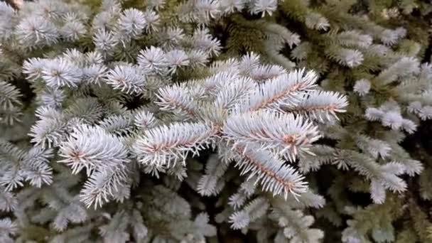 Blue Spruce Tree Outdoor — Video