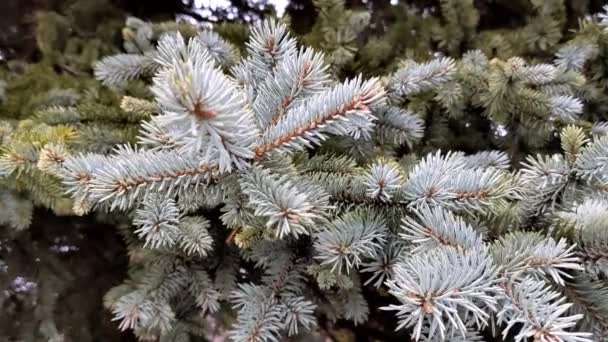 青いトウヒの木の屋外 クローズアップ緑のモミの木の枝 曇りの冬の日屋外 — ストック動画