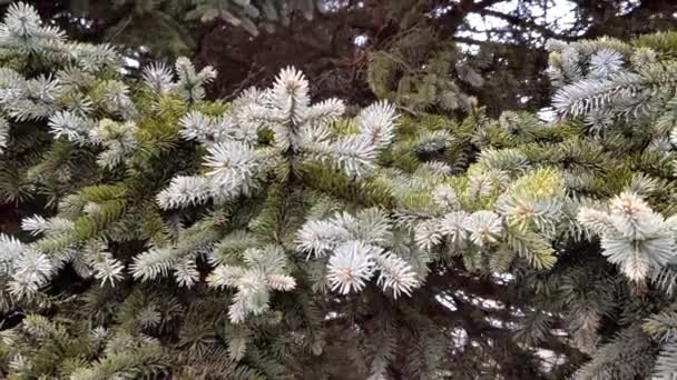 Close Green Fir Tree Branch Cloudy Winter Day Outdoors — Video Stock
