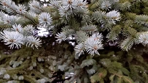 クローズアップ緑のモミの木の枝 曇りの冬の日屋外 — ストック動画