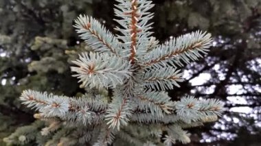Blue spruce tree outdoor. Close-up green fir tree branch. Winter day