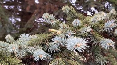 Blue spruce tree. Close-up green fir tree branch.  Cloudy winter day outdoors