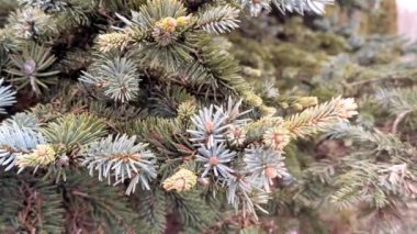 Açık havada mavi ladin ağacı. Yakın plan yeşil köknar ağacı dalı. Açık havada bulutlu bir kış günü