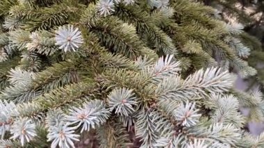 Close-up green fir tree branch.  Cloudy winter day outdoors