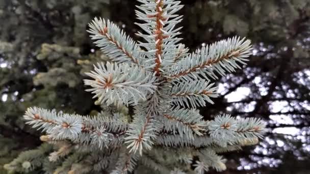 Blue Spruce Tree Outdoor Close Green Fir Tree Branch Winter — Stockvideo