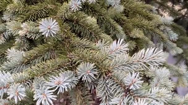 Close Green Fir Tree Branch Cloudy Winter Day Outdoors — Stockvideo