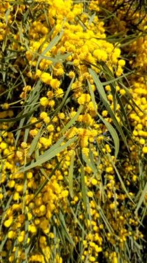 Güzel bir mimoza, Acacia deal bata. Yaklaş, seçici odaklanma