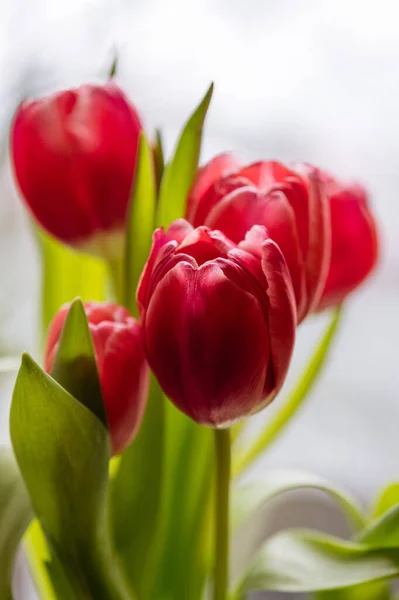 Hermosas Flores Tulipán Rosa Enhorabuena Marzo Cumpleaños Día Madre San — Foto de Stock