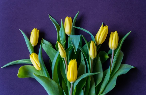 Krásná Romantická Kytice Žlutých Tulipánů Fialovém Pozadí Gratulujeme Března Narozeniny — Stock fotografie