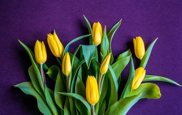 Krásná Romantická Kytice Žlutých Tulipánů Fialovém Pozadí Gratulujeme Března Narozeniny — Stock fotografie