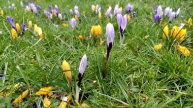 İlkbaharda parkta çiçek açan kır çiçekleri. Kartpostallar, selamlar, davetiyeler, posterler, düğün ve doğum günü süslemeleri için