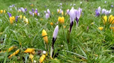 Mor ve sarı haçlar rüzgarda hafifçe sallanıyor. Kartpostallar, selamlar, davetiyeler, posterler, düğün ve doğum günü süslemeleri için