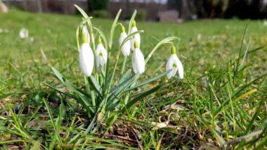 Rüzgarda sallanan Galanthus Nivalis çiçekleri. Baharın ilk zamanlarında parkta beyaz kar damlaları.