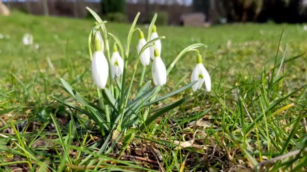 Galanthus Nivalis Flores Balançando Vento Gotas Neve Brancas Início Primavera — Vídeo de Stock