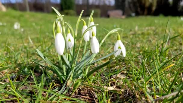 Galanthus Nivalis Virágok Lengenek Szélben Fehér Hóvirág Kora Tavasszal Parkban — Stock videók