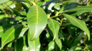 İngiliz defne - Prunus laurocerasus. Bereketli yeşil defne çiti, ilkbahar güneşli günü