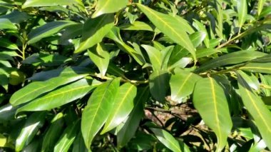 İngiliz defne - Prunus laurocerasus. Bereketli yeşil defne çiti, ilkbahar güneşli günü