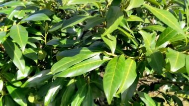 İngiliz defne - Prunus laurocerasus. Bereketli yeşil defne çiti, ilkbahar güneşli günü