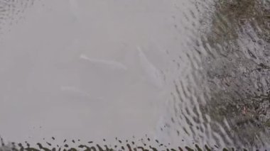 Doğal havuzda balık.