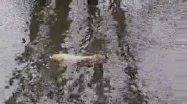 Doğal havuzda balık.