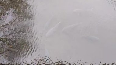 Doğal nehirde balık besliyorum.