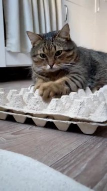 Kedi bir kutu tavuk yumurtasının üzerine tünemiş. Komik kedi bekliyor Paskalya yumurtaları