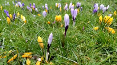 Çayır üzerinde çiçek açan timsahlar. Bahar çiçekleri