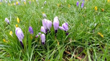 Mor ve sarı haçlar rüzgarda hafifçe sallanıyor. Kartpostallar, selamlar, davetiyeler, posterler, düğün ve doğum günü süslemeleri için