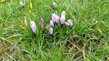 Mor ve sarı haçlar rüzgarda hafifçe sallanıyor. Kartpostallar, selamlar, davetiyeler, posterler, düğün ve doğum günü süslemeleri için